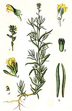 Linaria simplex Sturm26.jpg