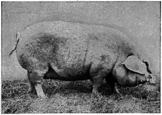 Lincolnshire Curly Coat Extinct breed of pig