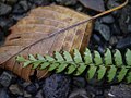 2017年12月21日 (木) 02:42時点における版のサムネイル