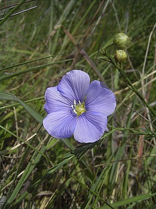 <i>Linum austriacum</i> Species of flowering plant