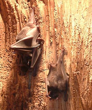 <i>Phyllostomus</i> Genus of bats