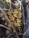 Thumbnail for Lomandra bracteata