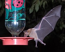 Long-Tongued Bat at hummingbird feeder cropped.jpg