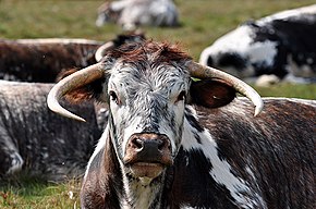 English Longhorn cattle Longhorn cattle at clumber park.jpg