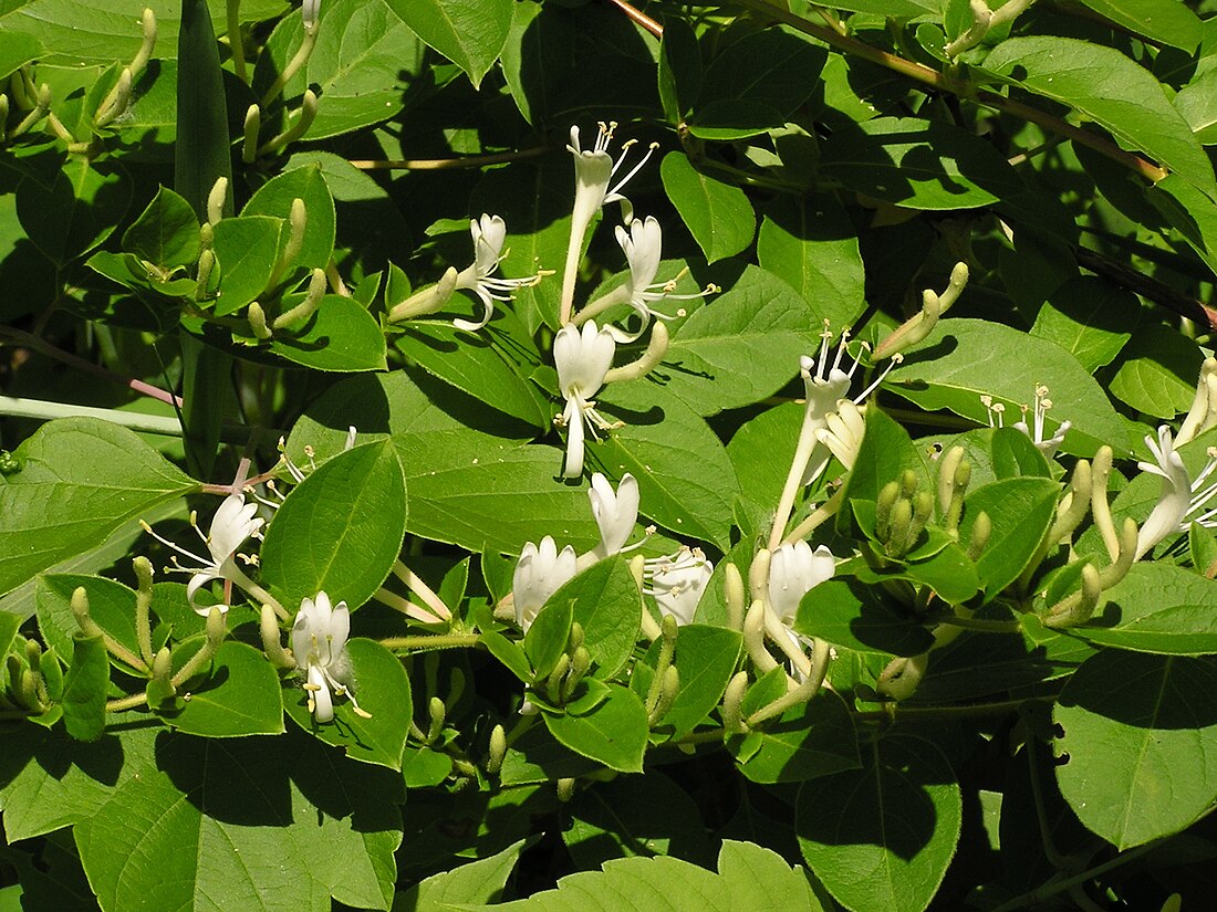 File:Lonicera japonica flowers.jpg