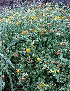 <i>Lotus glaucus</i> Species of legume