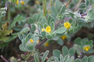 <i>Acmispon brachycarpus</i> species of plant