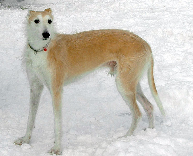 File:Lurcher Rocky.jpg