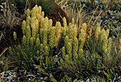 Lycopodium saururus.JPG