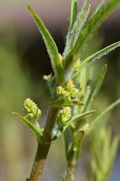 File:Lysimachia thyrsiflora kz12.jpg