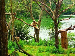 Parc zoologique de São Paulo