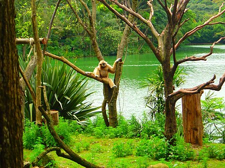 Macaco zoo saopaulo