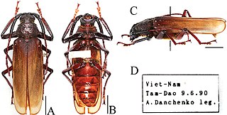 <i>Bandar pascoei</i> Species of beetle