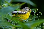 Thumbnail for File:Magnolia warbler (61102).jpg