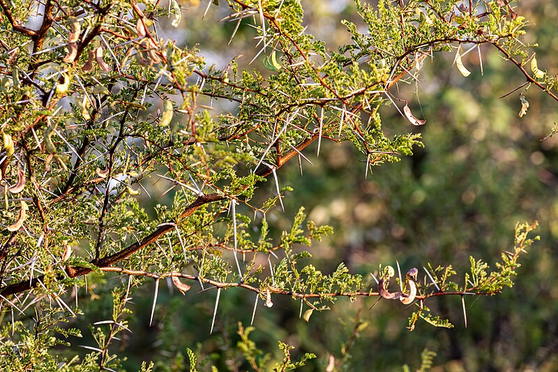 File:Makalali Game Reserve (ZA), Akazienbusch -- 2024 -- 1456.jpg