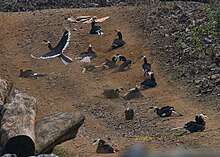 A group of Malabar pied hornbill birds dust bathing in India MalabarPiedHornbill Dustbath.jpg