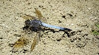 Male Blue Skimmer flank (15302446583).jpg