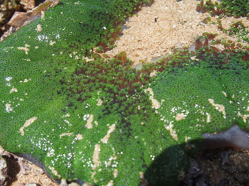 File:Malindi Reef Low Tide 4.jpg