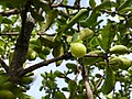 Unripe fruit