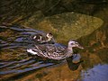 Vrouwelijke Mallard (Anas platyrhynchos) met eendje op sleeptouw op Miller Lake