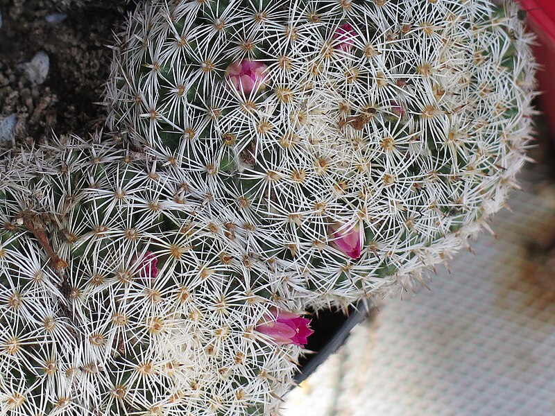 File:Mammillaria perbella 2.JPG