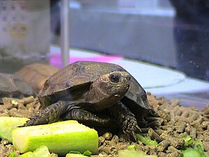 Bruine schildpad