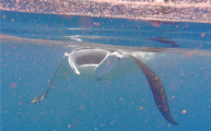 Foraging Mobula alfredi ram-feeding, swimming against the tidal current with its mouth open and sieving zooplankton from the water※