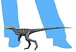 Thumbnail for File:Marasuchus NT small.jpg