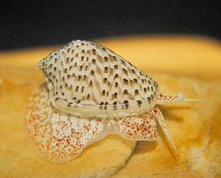 Marginellidae Family of sea snails