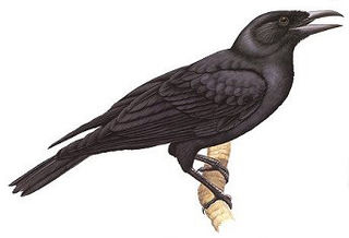 Mariana crow species of bird