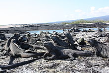 Marine iguanas basking on Fernandina Island Marineiguanas.JPG