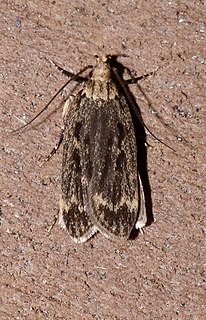 <i>Martyringa xeraula</i> Species of moth