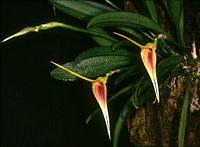 Masdevallia maculata Orchi 002.jpg