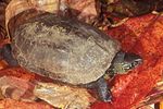 Chinesische Dreikielschildkröte in Baucau