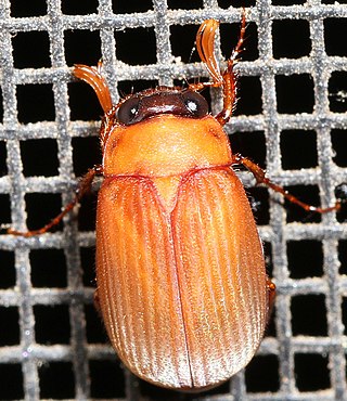 <i>Nipponoserica</i> Genus of beetles