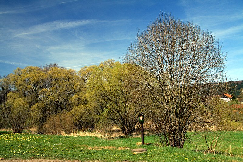 File:Meandry Chvalšinského potoka na jaře 2012 (1).JPG