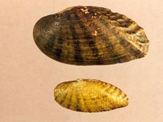 <i>Medionidus acutissimus</i> species of mollusc