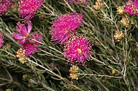 Melaleuca hollidayi