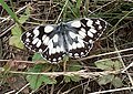 Melanargia galathea