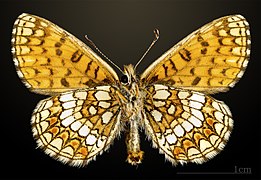 Melitaea aurelia ♂△