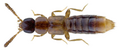 Meotica filiformis