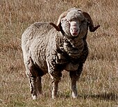 A New Zealand Merino Merino New Zealand.jpg