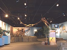Reconstructed skeleton of Quetzalcoatlus in the Arizona Museum of Natural History in Mesa Arizona. Mesa-Museum of Natural History-Pterosaurs.JPG