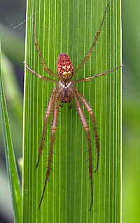 <i>Metellina segmentata</i> Species of spider