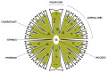 Micrasterias radiosa with different features labeled