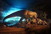 Tyrannosaurus rex, Dromaeosaurus, Triceratops, and Struthiomimus