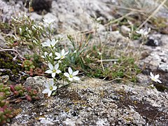 Minuartia setacea