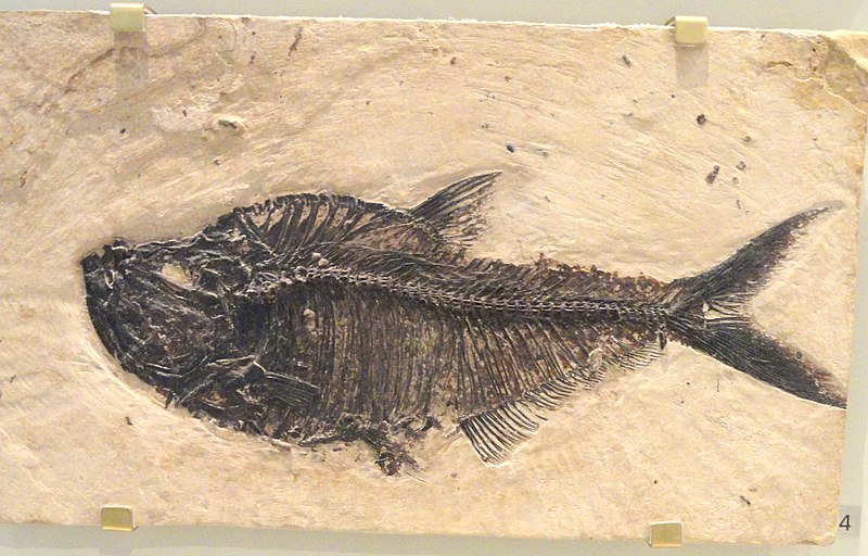 File:Mioplosus labracoides, Wyoming, USA, Early Eocene - Royal Ontario Museum - DSC00121.JPG