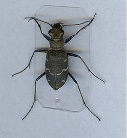 Miškinis šoklys (Cicindela sylvatica)