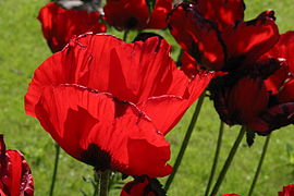 25.9.11 Türkischer Mohn